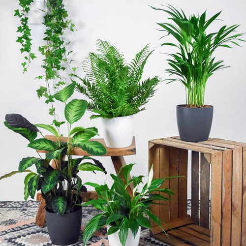 محبوب ترین گیاهان آپارتمانی